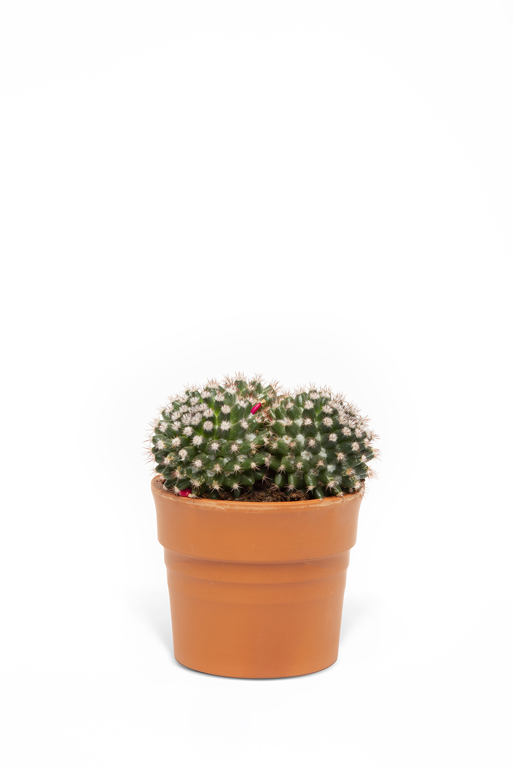 MEMELİ KAKTÜS BİTKİSİ