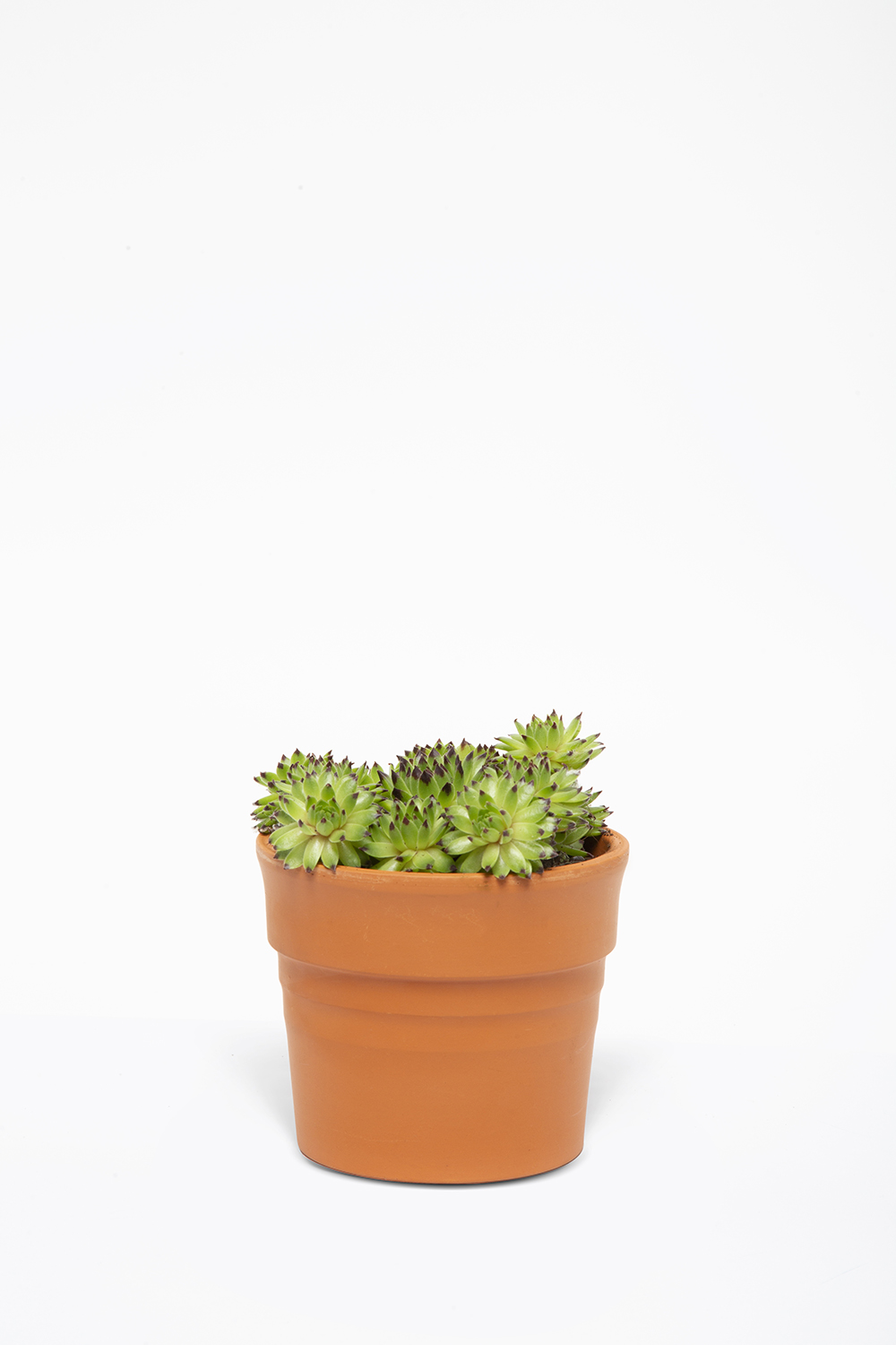 DAMKORUGU SUKULENT BİTKİSİ