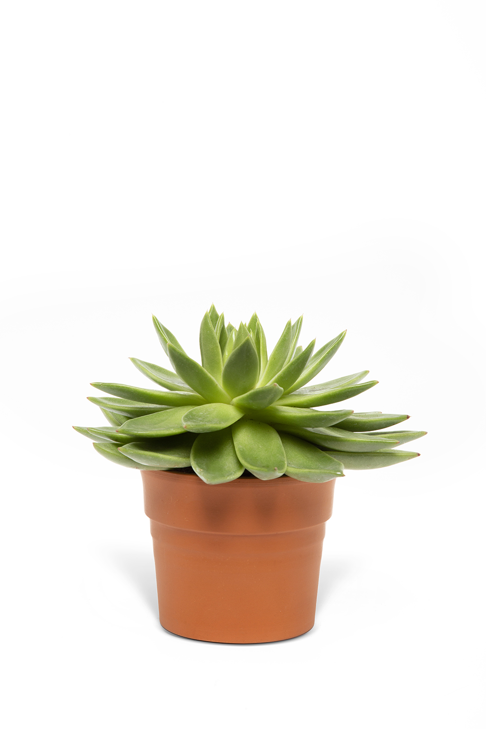 ESEVERIA SUKULENT BİTKİSİ