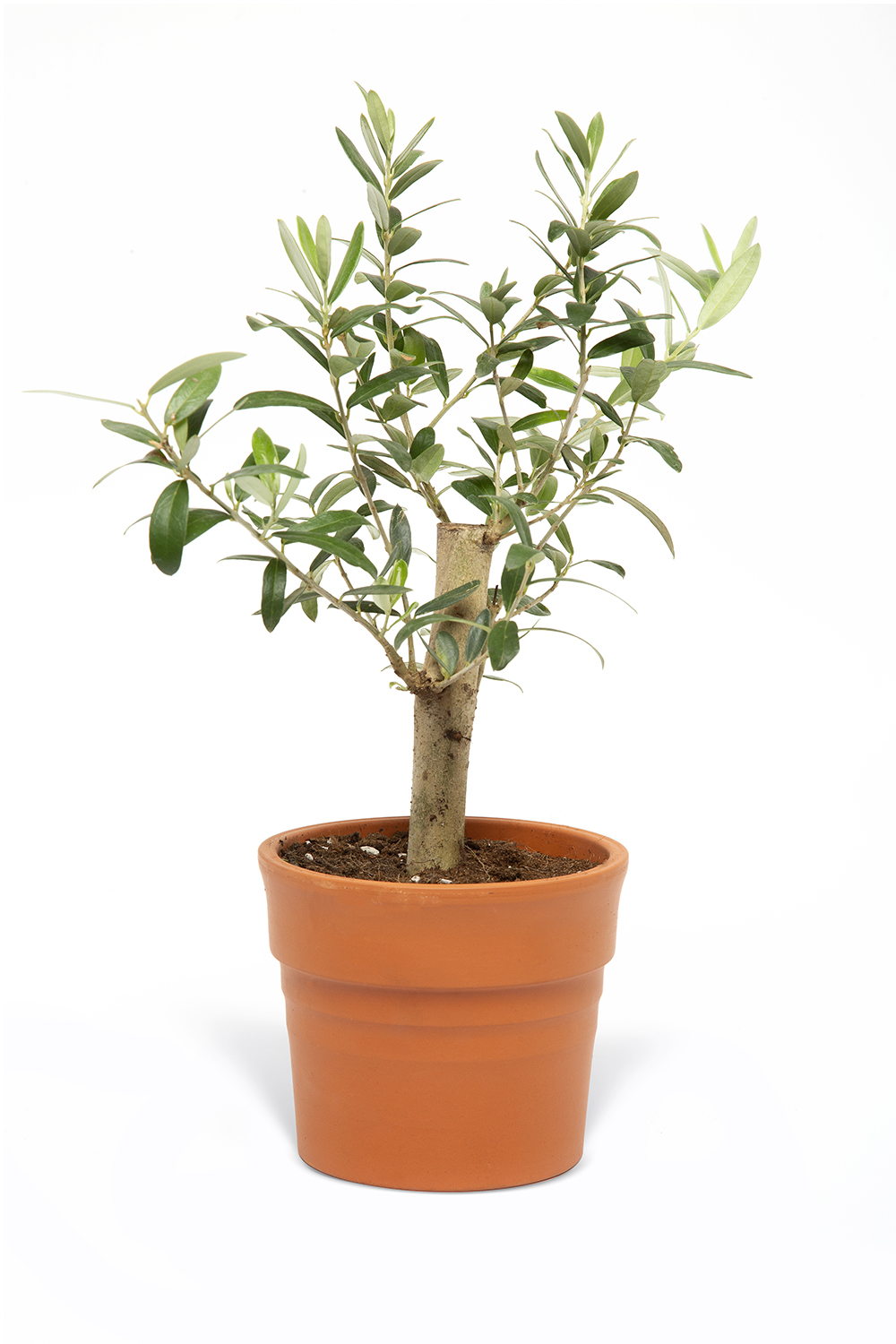 MİNİ ZEYTİN AĞACI BİTKİSİ