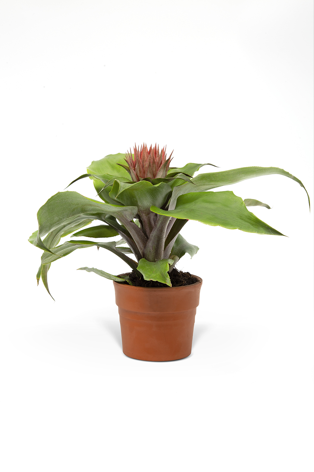 PEMBE GUZMANYA ÇİÇEĞİ