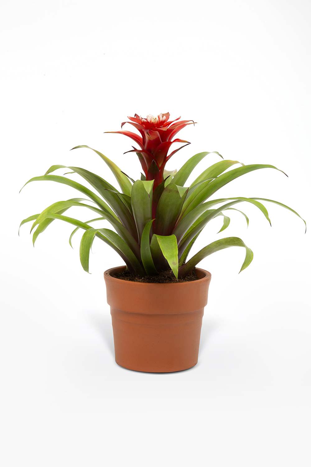 KIRMIZI GUZMANYA ÇİÇEĞİ