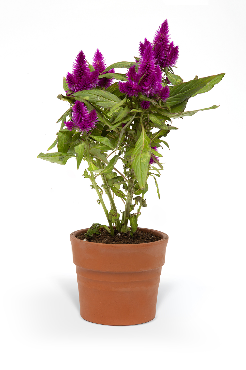 HOROZ İBİĞİ ÇİÇEĞİ