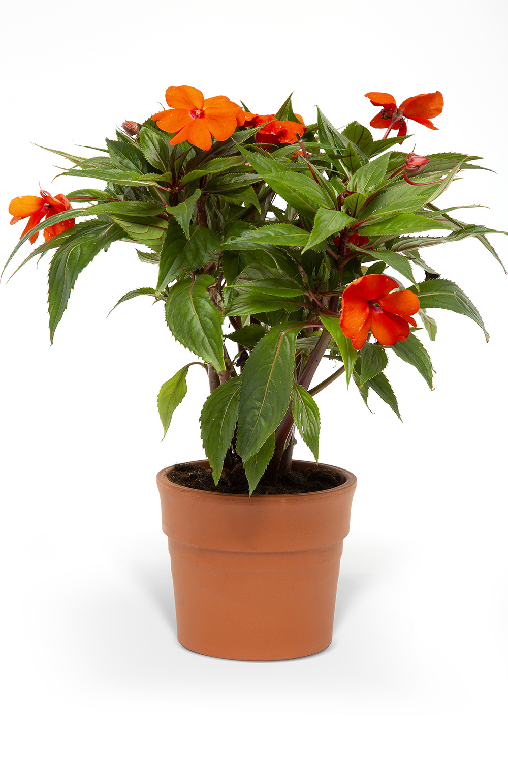 YENİ GİNE BEGONYASI ÇİÇEĞİ