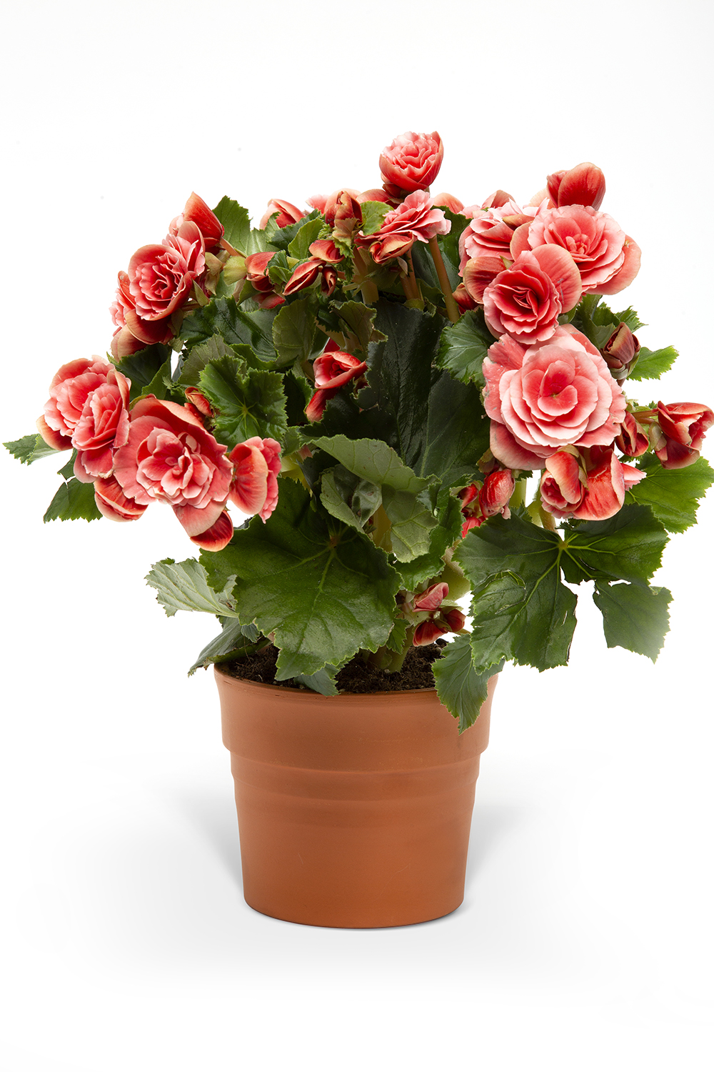 PEMBE BEGONYA ÇİÇEĞİ