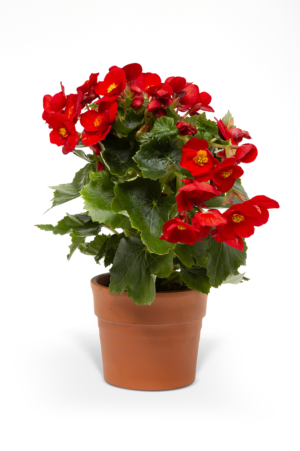 KIRMIZI BEGONYA ÇİÇEĞİ