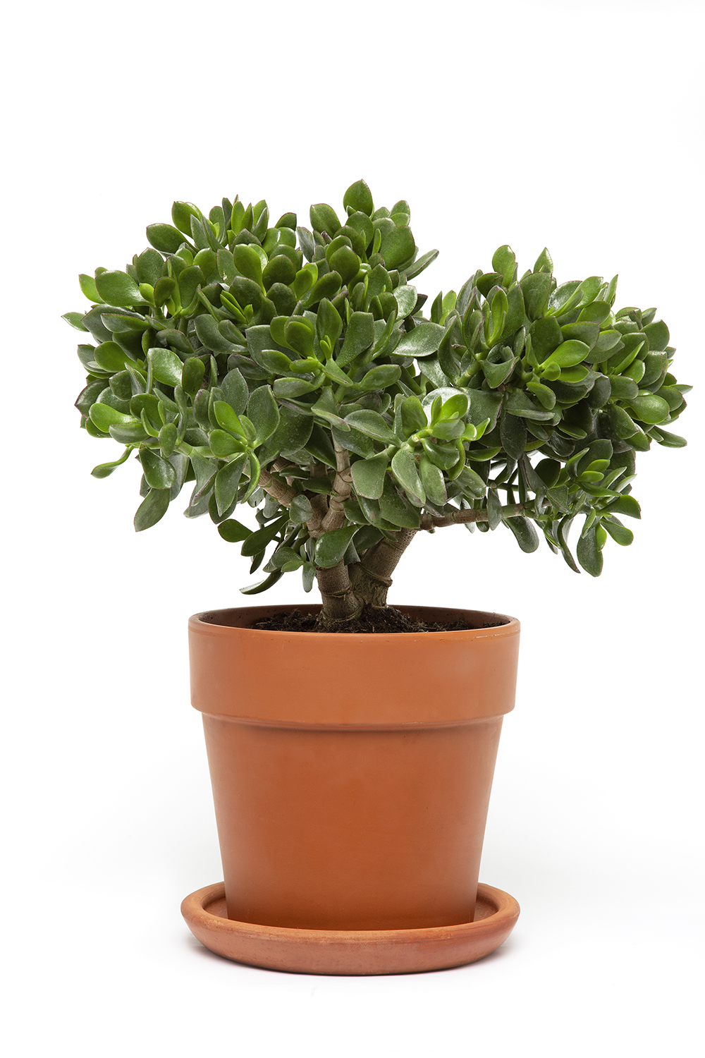 PARA AĞACI BİTKİSİ