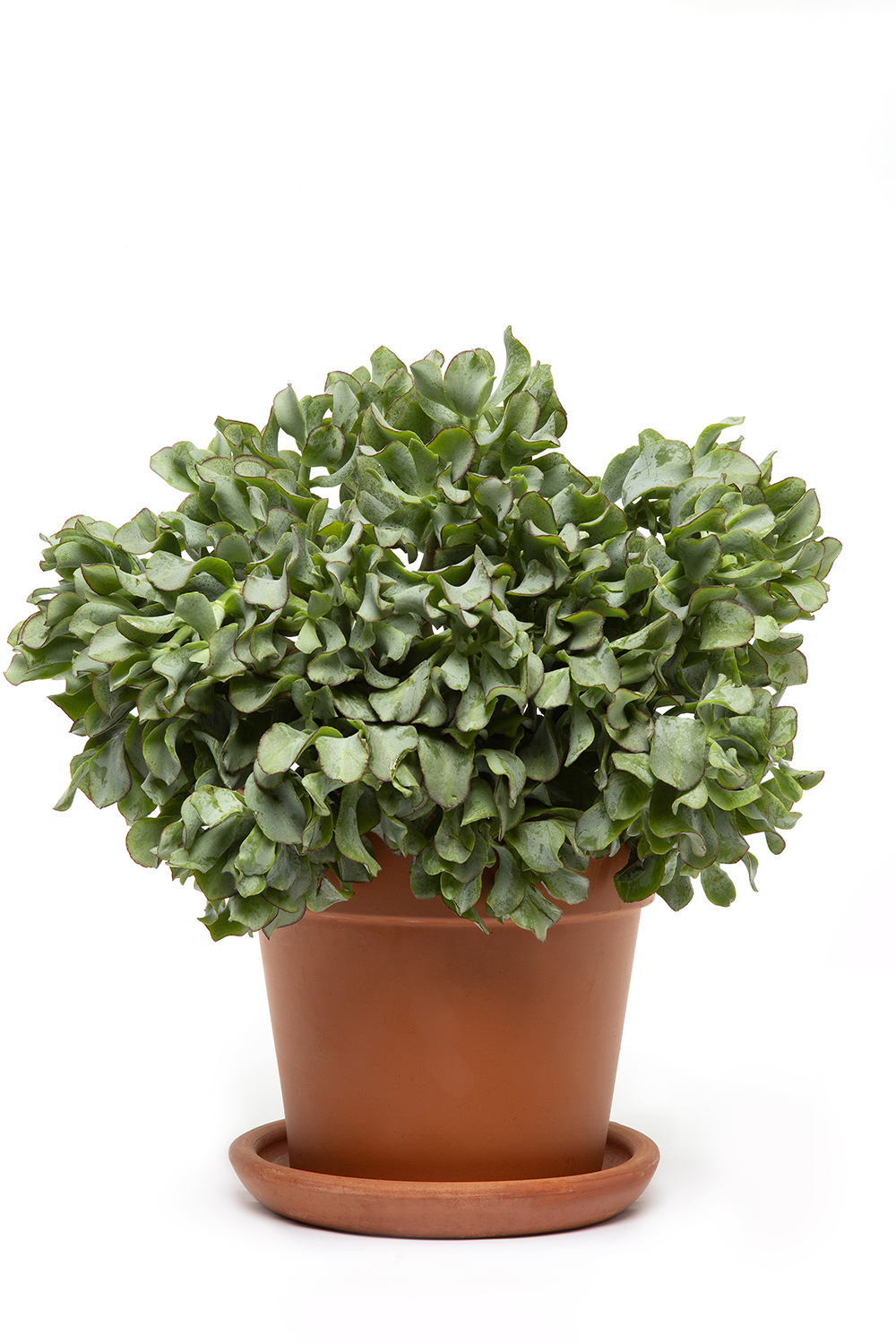 HOBBIT SUKULENT BİTKİSİ