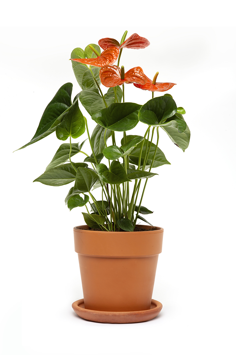 FLAMİNGO ÇİÇEĞİ