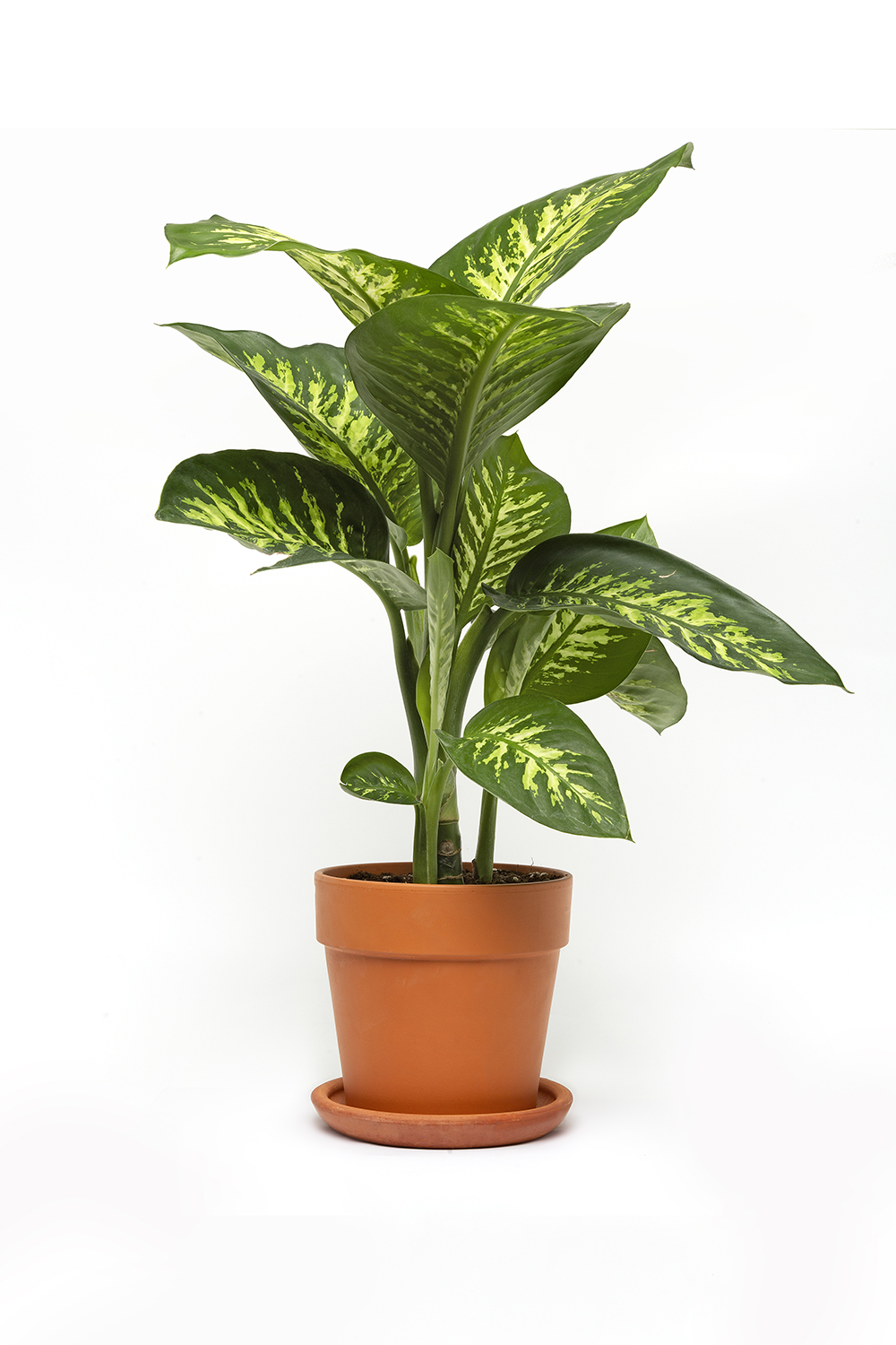 DİFENBAHYA ÇİÇEĞİ