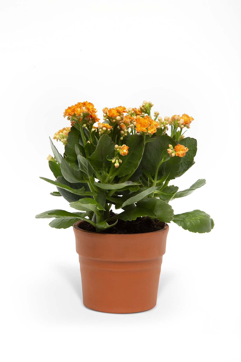 TURUNCU KALANSO ÇİÇEĞİ 