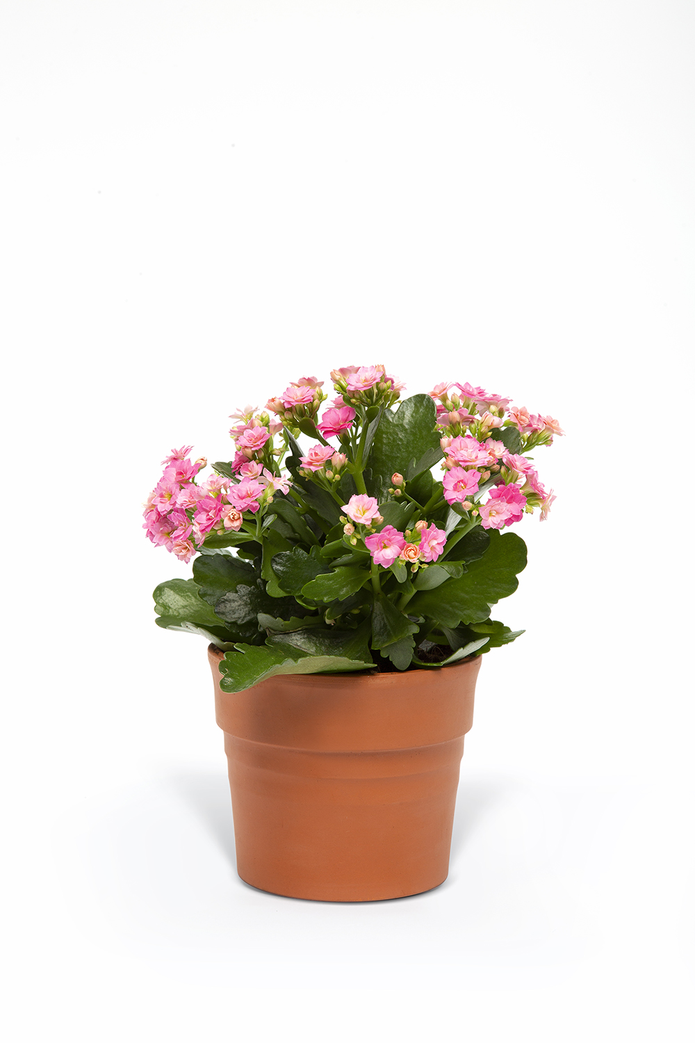 PEMBE KALANSO ÇİÇEĞİ 