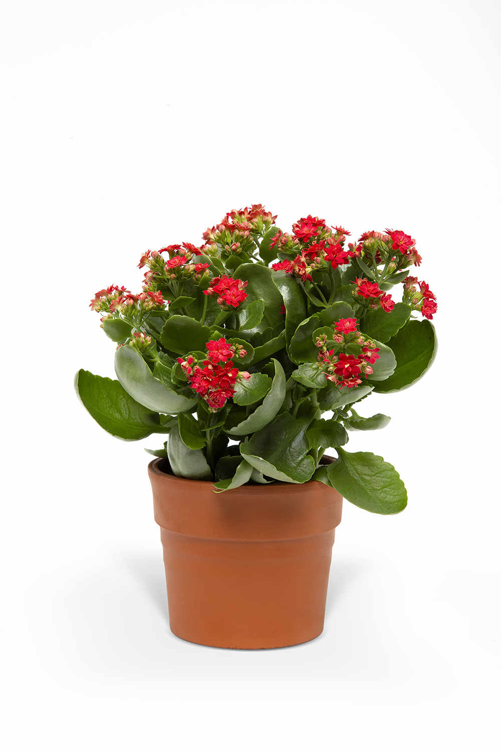 KIRMIZI KALANSO ÇİÇEĞİ 