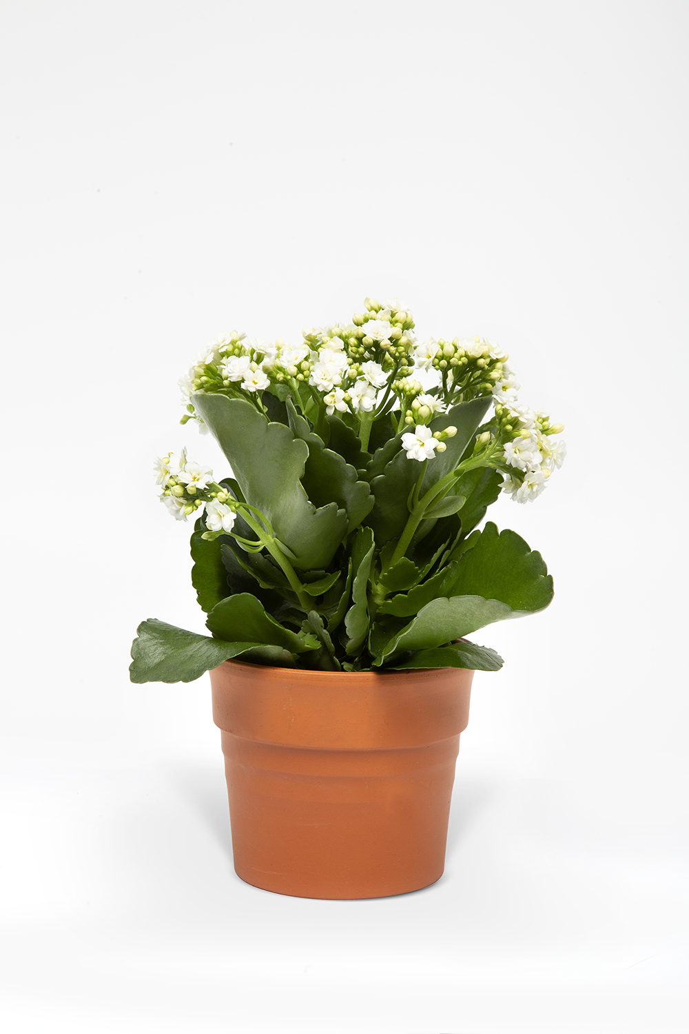 BEYAZ KALANSO ÇİÇEĞİ 