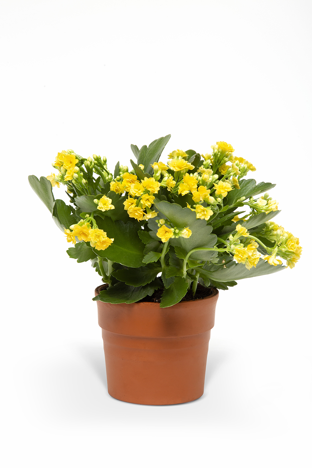 SARI KALANSO ÇİÇEĞİ 