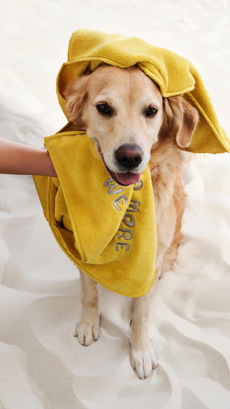 No More Wet Dog Sarı Evcil Hayvan Kurulama Havlusu Büyük Boy 45x105 cm
