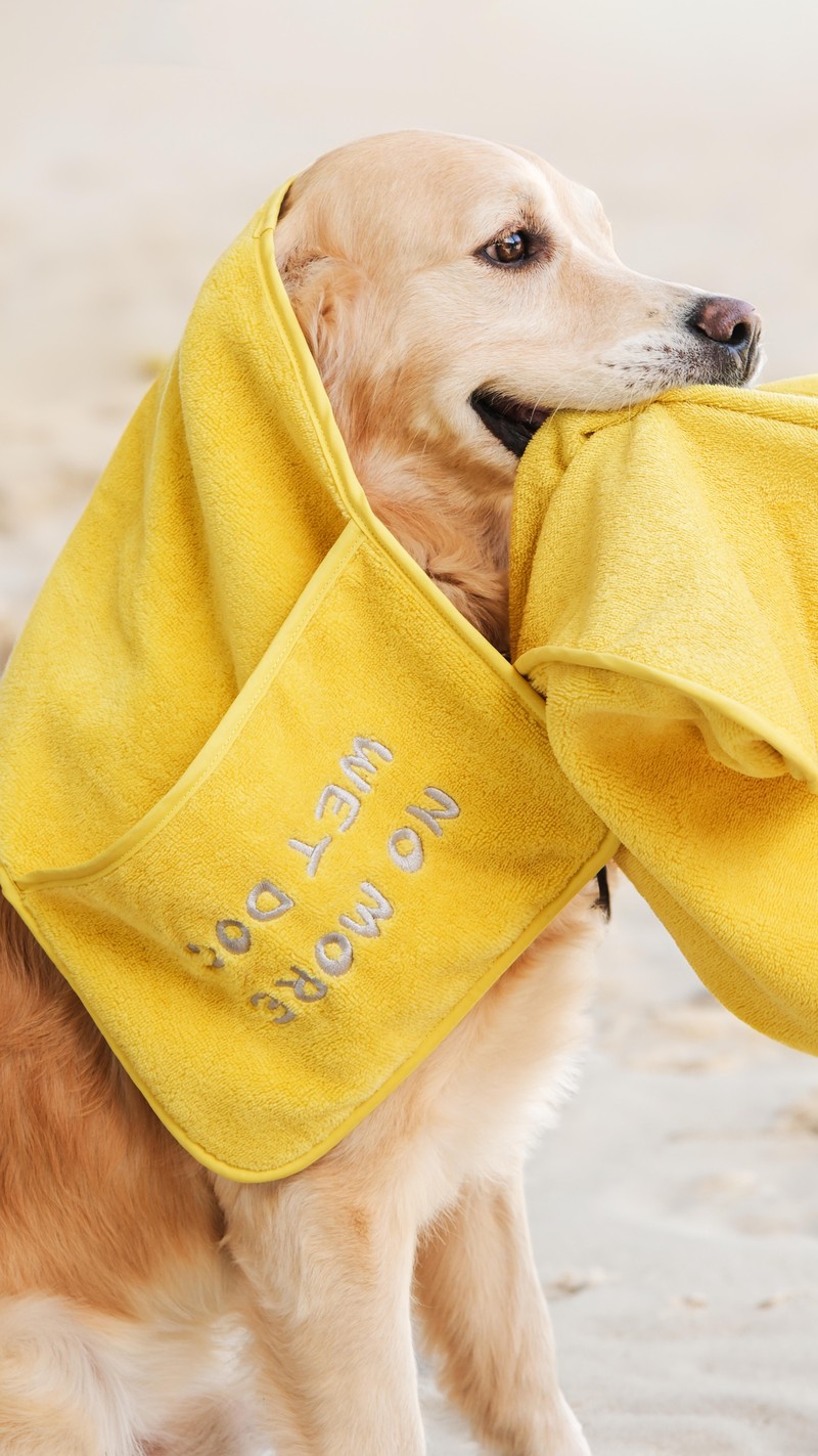 No More Wet Dog Sarı Evcil Hayvan Kurulama Havlusu Küçük Boy 30x70 cm